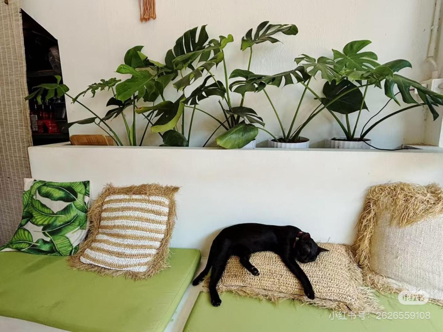Cactus Boutique Hostel Ko Tao Luaran gambar